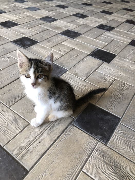 Отдаю в добрые руки кошечку !