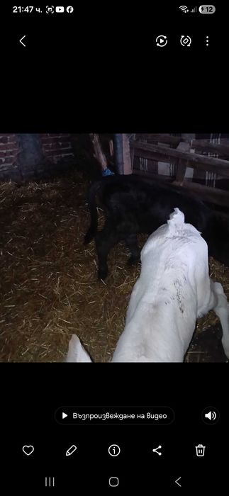 Телета Сукалчета