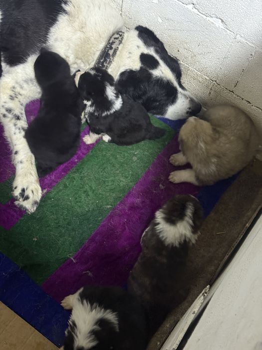 Төбет Алабай САО күшіктері