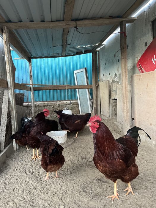 Яйцо для инкубаций