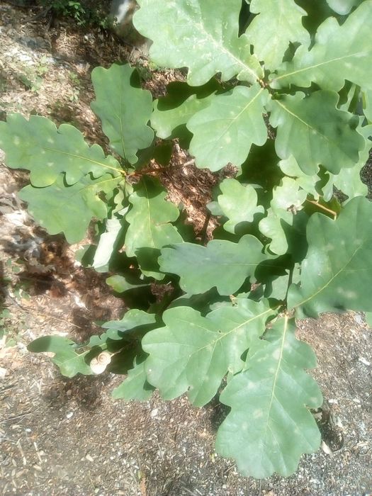 Дъб, Горски,Летен,Quercus Robur, Разсад
