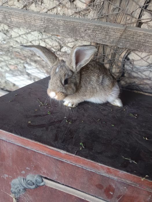Vând iepurași  mici