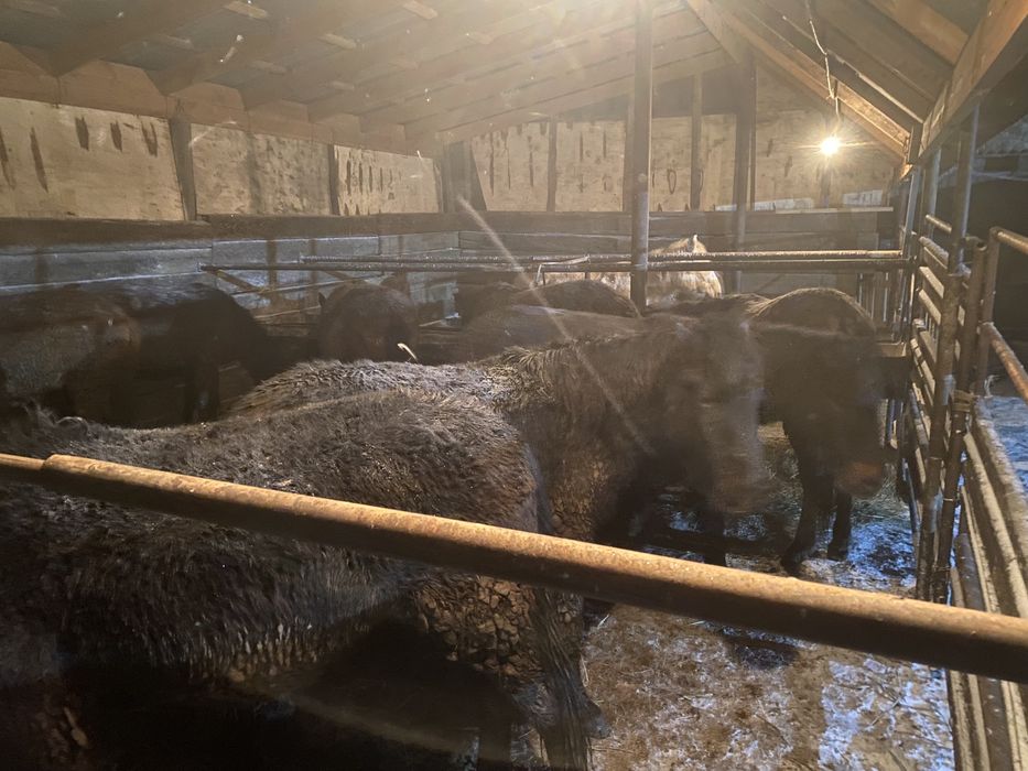 Продаётся мясо конина