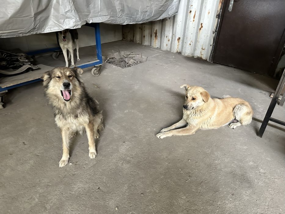 Отдам симпатичных щенков в добрые руки