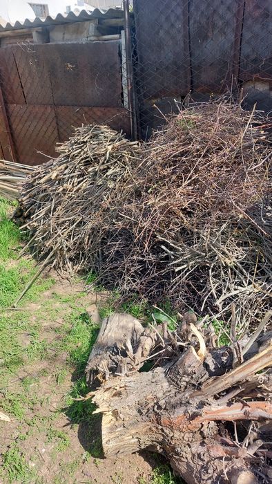 Ағаш кепілген тегін