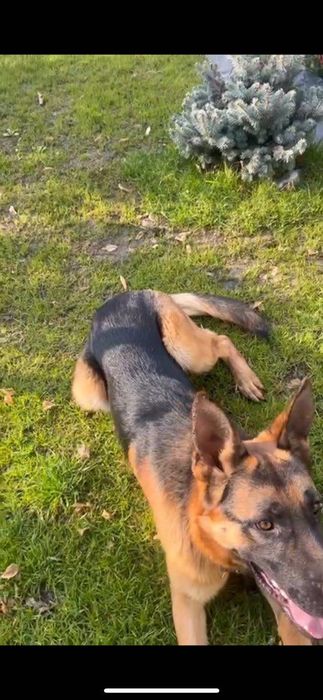 Овчарка с питомника