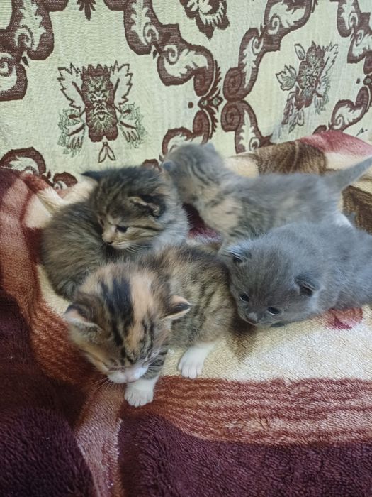 Котёнки азиатской табби,