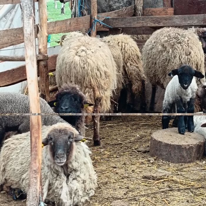 Oi de vînzare tinere cu miei