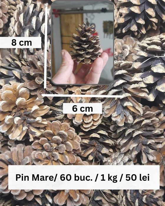 Conuri Brad / Molid Naturale pentru Decorațiuni