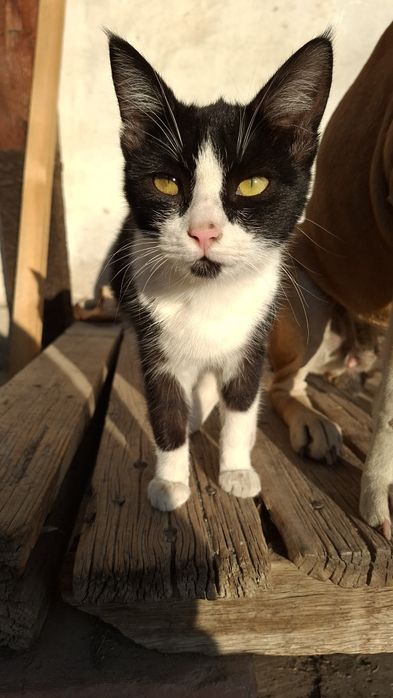 Пристраивается кошечка