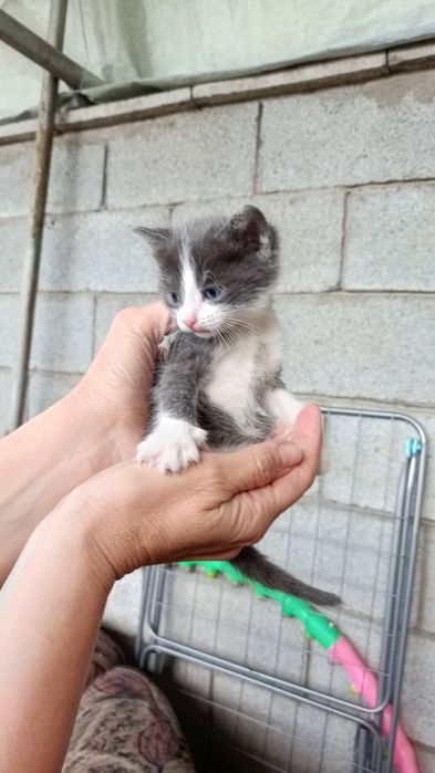 Домашние котята даром