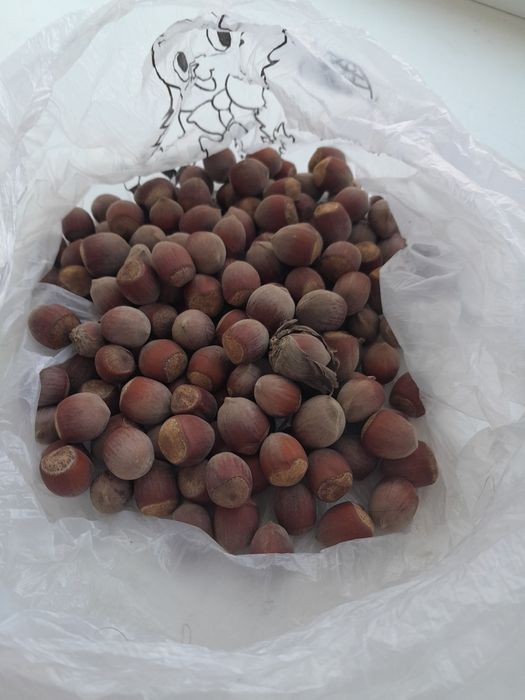 Продам фундук для поделок