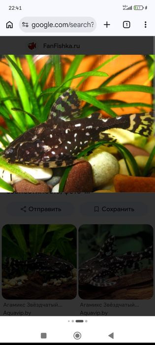 Рыбка Агамикс Звёздчатый 7-8 см