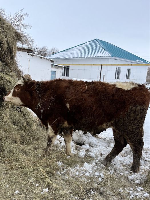 Өгіздер сатылады