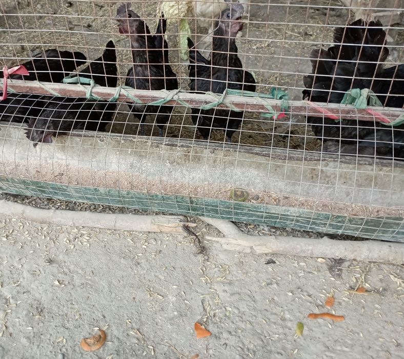 Ухейилюй.Лакеданзе . Амрокс туxумлари