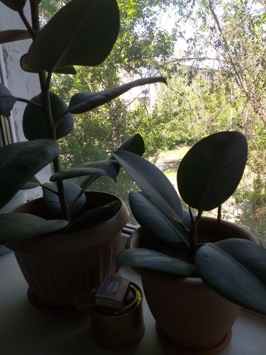 Фикус комнатный цветок