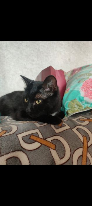 Кошка в добрые руки