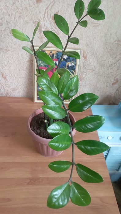 Продам Замиокулькас
