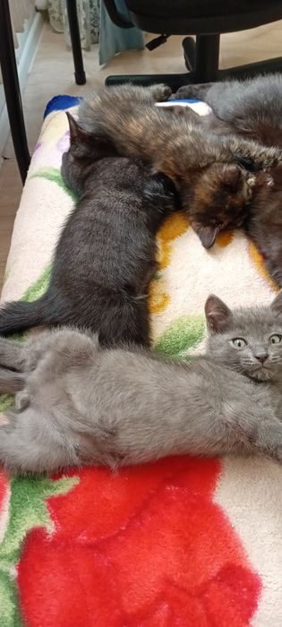 Двухмесячный котенок