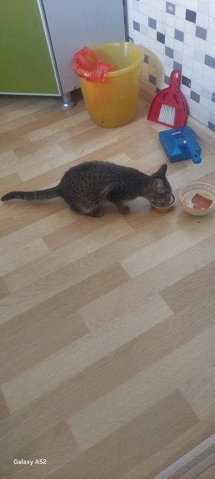 Котенок серый тигровый