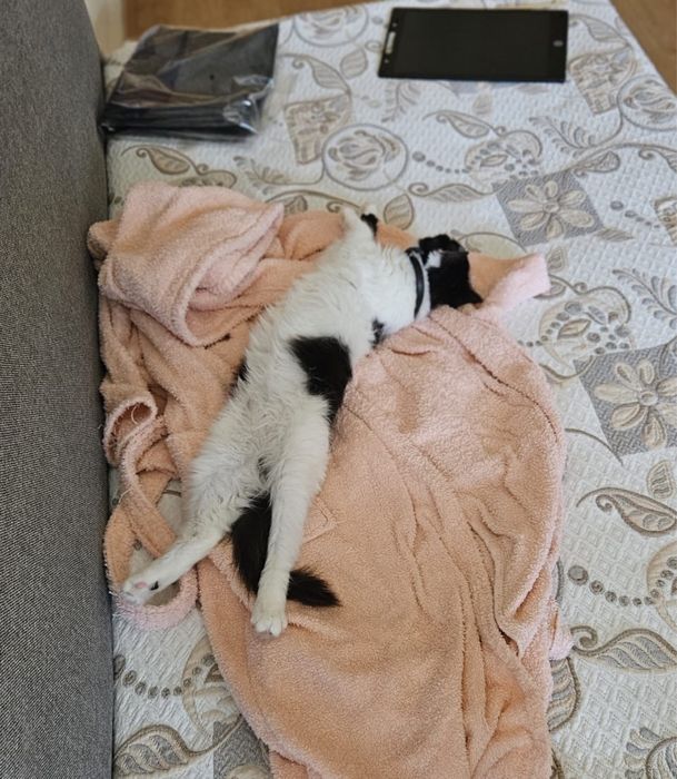 Отдам кошечку в добрейшие руки