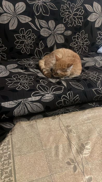 Котенок мальчик 5 мес