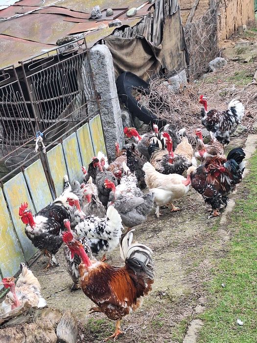 Продавам яйца от кокошки голошийки