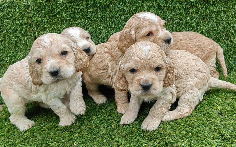 Продавам кокер шпаньол