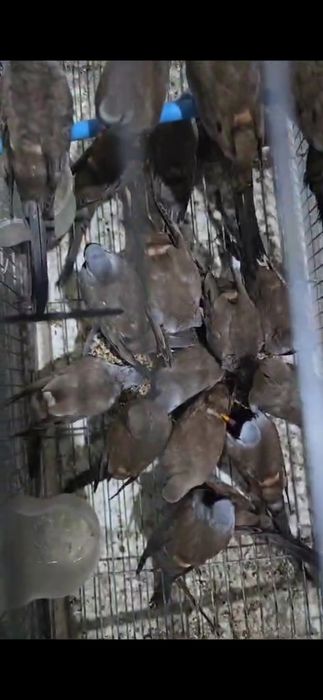 Капский  горлицы