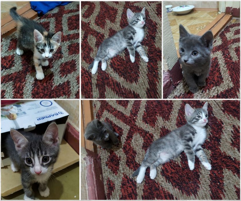 Котята, трое.  Отдам