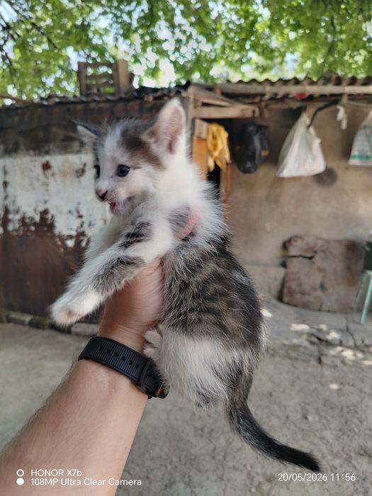 Отдаем котят в хорошие руки.