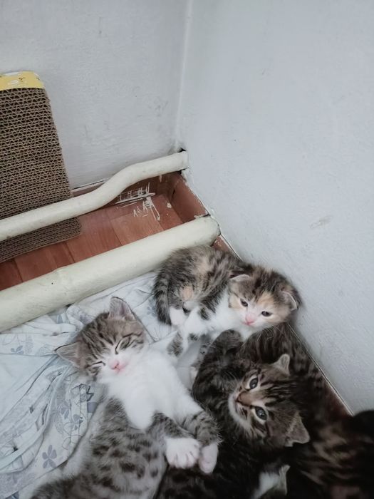 Домашние животные