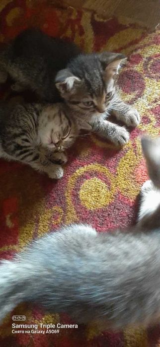отдам котят в хорошие руки,