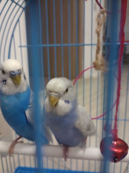 Vând peruși ::  femele și masculii