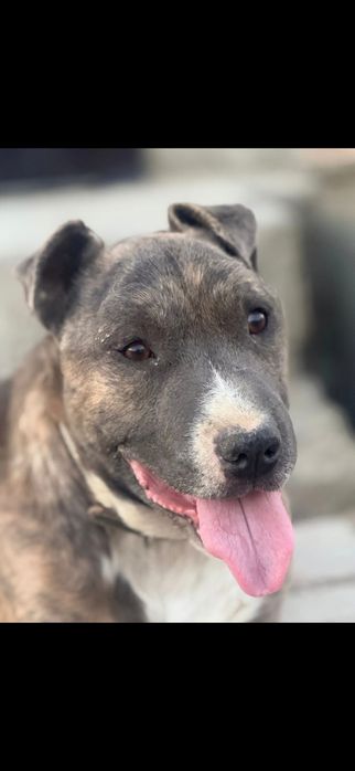 Супер пёс в добрые руки