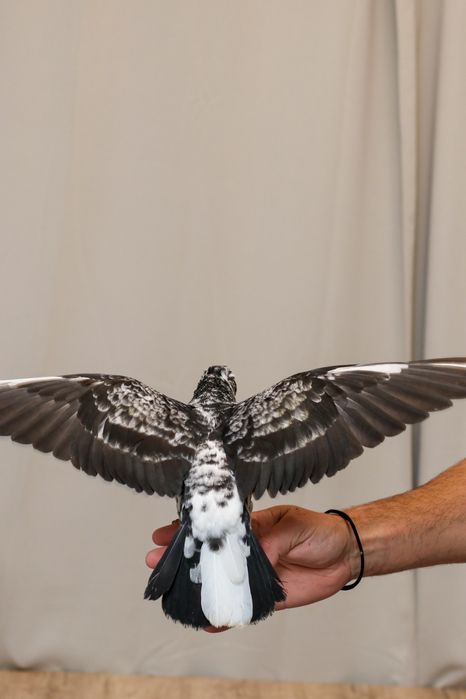 Porumbei jucatori de amara.