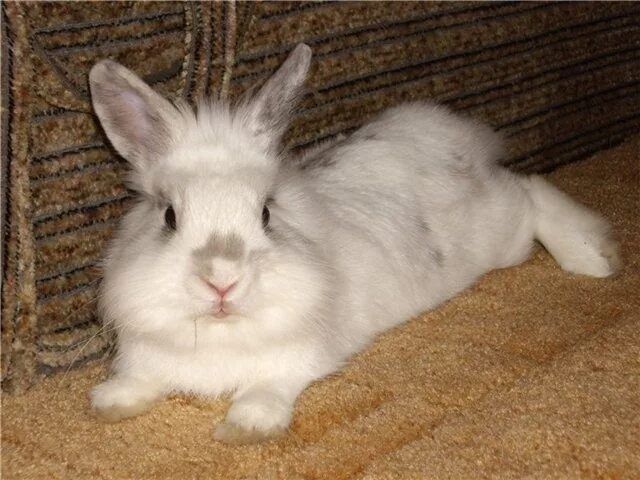 Продам кролика домашнего со сеткой вместе