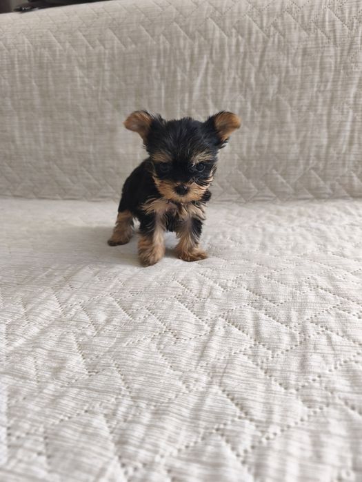 Йоркширски териер