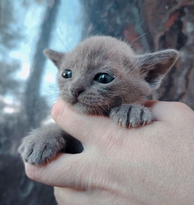 Европейская бурма