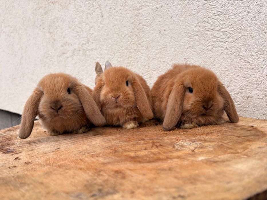 Iepuri pitici de companie berbec pitic/mini lop/holland lop