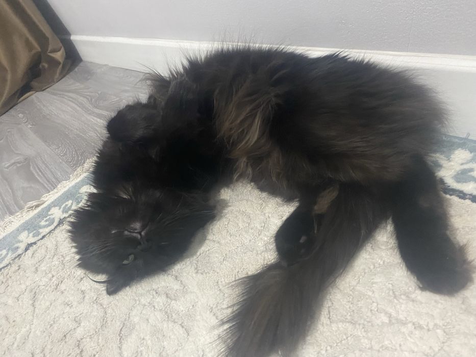 отдам кота в хорошие руки