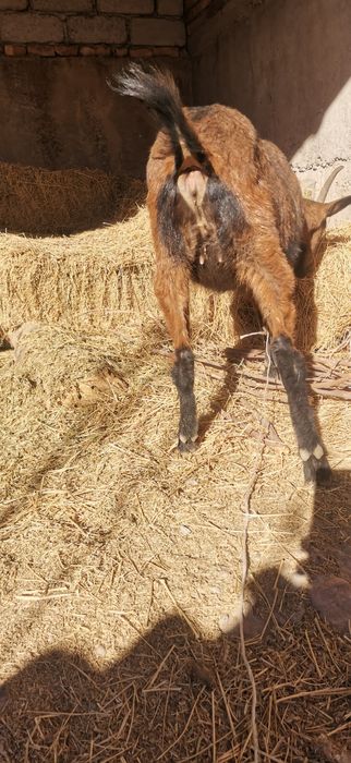 Чех Алпин сотилади Апарат 2та боласини курсатди