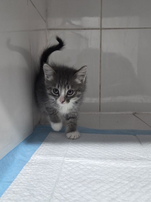 Бесплатно котята