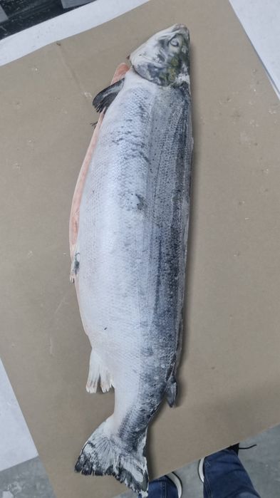 Продам рыбу Сёмга