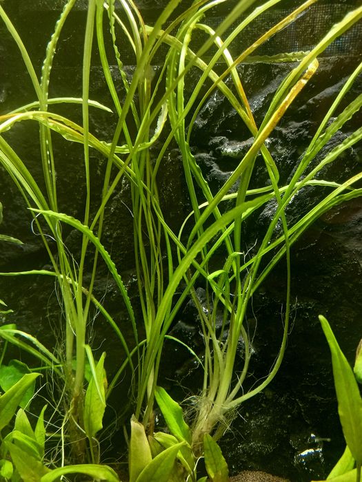 Криптокорина Балансе