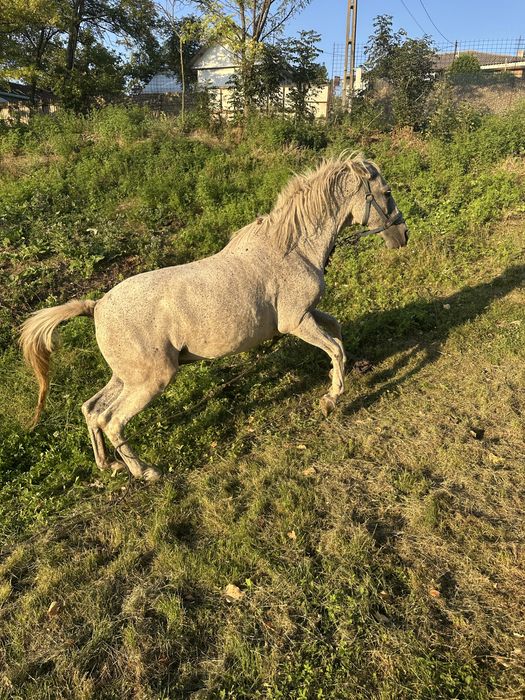 Buna ziua se vinede cal in varsta de 11ani este foarte cuminte