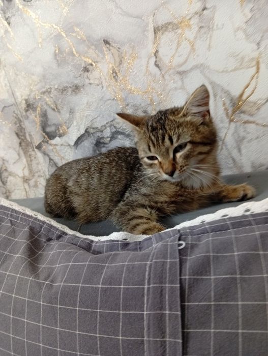 Котенок бесплатно