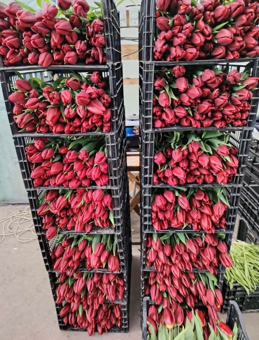 Тюльпаны оптом Белоруссия Степногорск