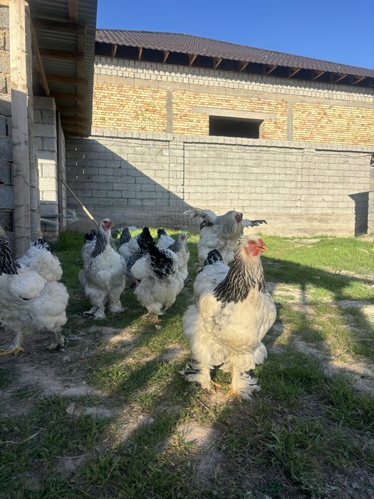 Брама тауықтардың жұмыртқасы