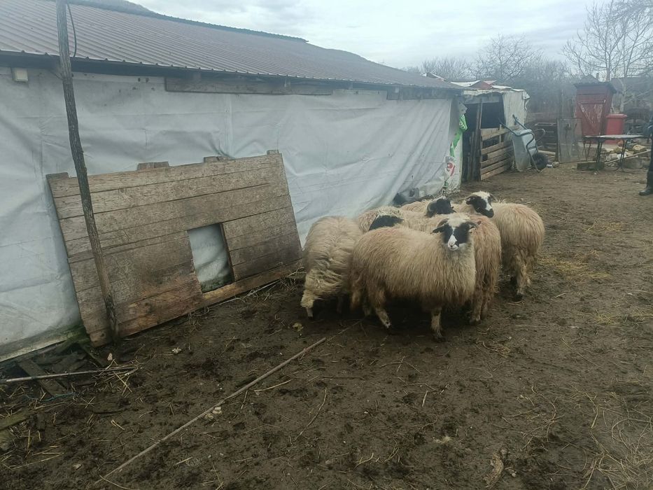 Vând şase cârlani